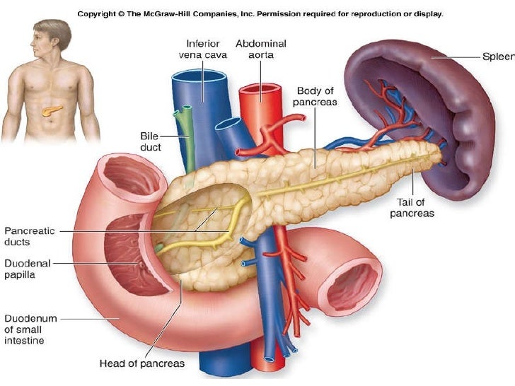 Donde esta el pancreas en el cuerpo humano