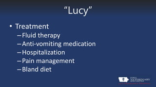 “Lucy”
• Treatment
–Fluid therapy
–Anti-vomiting medication
–Hospitalization
–Pain management
–Bland diet
 