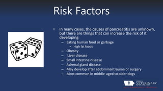 Risk Factors
• In many cases, the causes of pancreatitis are unknown,
but there are things that can increase the risk of it
developing
– Eating human food or garbage
• High fat foods
– Obesity
– Liver disease
– Small intestine disease
– Adrenal gland disease
– May develop after abdominal trauma or surgery
– Most common in middle-aged to older dogs
 