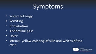 Symptoms
• Severe lethargy
• Vomiting
• Dehydration
• Abdominal pain
• Fever
• Icterus- yellow coloring of skin and whites of the
eyes
 
