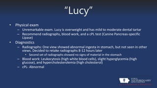 “Lucy”
• Physical exam
– Unremarkable exam. Lucy is overweight and has mild to moderate dental tartar
– Recommend radiographs, blood work, and a cPL test (Canine Pancreas-specific
Lipase)
• Diagnostics
– Radiographs: One view showed abnormal ingesta in stomach, but not seen in other
views. Decided to retake radiographs 8-12 hours later
• Second set of radiographs showed no signs of material in the stomach
– Blood work: Leukocytosis (high white blood cells), slight hyperglycemia (high
glucose), and hypercholesterolemia (high cholesterol)
– cPL- Abnormal
 