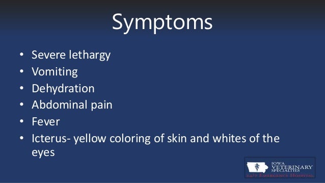 puppy dehydration symptoms canine pancreatitis puppy dehydration symptoms canine pancreatitis