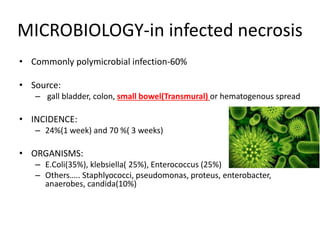 MICROBIOLOGY-in infected necrosis
• Commonly polymicrobial infection-60%
• Source:
– gall bladder, colon, small bowel(Transmural) or hematogenous spread
• INCIDENCE:
– 24%(1 week) and 70 %( 3 weeks)
• ORGANISMS:
– E.Coli(35%), klebsiella( 25%), Enterococcus (25%)
– Others….. Staphlyococci, pseudomonas, proteus, enterobacter,
anaerobes, candida(10%)
 