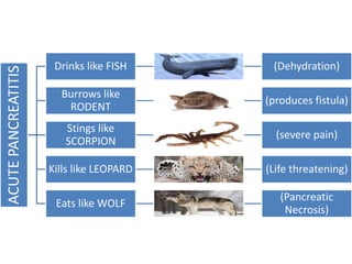 ACUTE
PANCREATITIS
Drinks like FISH (Dehydration)
Burrows like
RODENT
(produces fistula)
Stings like
SCORPION
(severe pain)
Kills like LEOPARD (Life threatening)
Eats like WOLF
(Pancreatic
Necrosis)
 