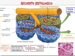 Páncreas exocrino: 85%                   Digestión
Matrix extracell: 10%                         Ritmo
                       coordinación
Vasos sanguíneos 4%                 Procesamiento
Tejido endocrino: 2%                   distribución
 