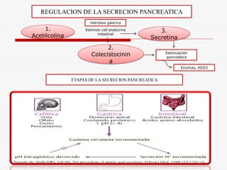 REGULACION DE LA SECRECION PANCREATICA
                      Hidrólisis gástrica
     1.             Estimulo cell endocrina      3.
                          intestinal
Acetilcolina                                  Secretina
                             2.
                       Colecistocinin               Estimulación
                                                    pancreática
                             a
                                                            Enzimas, HCO3


               ETAPAS DE LA SECRECION PANCREATICA
 