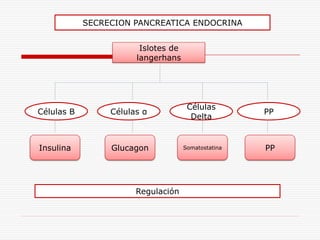 SECRECION PANCREATICA ENDOCRINA


                        Islotes de
                       langerhans




                                      Células
Células B        Células α                           PP
                                       Delta


Insulina         Glucagon            Somatostatina   PP




                       Regulación
 