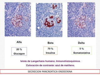 SECRECION PANCREATICA ENDOCRINA
 