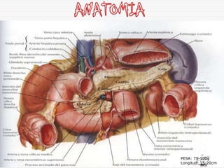 PESA: 75-100g
Longitud: 15-20cm
 
