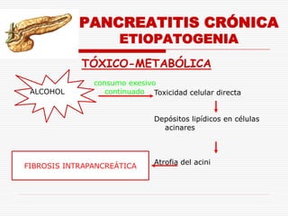 PANCREATITIS CRÓNICA
                     ETIOPATOGENIA
            TÓXICO-METABÓLICA
               consumo exesivo
 ALCOHOL          continuado Toxicidad celular directa


                              Depósitos lipídicos en células
                                acinares



                              Atrofia del acini
FIBROSIS INTRAPANCREÁTICA
 