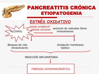 PANCREATITIS CRÓNICA
                             ETIOPATOGENIA
                    ESTRÉS OXIDATIVO
                    estrés oxidativo*
                     células acinares acúmulo de radicales libres
  ALCOHOL                                intracelulares




Bloqueo de vías                          Oxidación membrana
   intracelulares                          lipídica


              REACCIÓN INFLAMATORIA



                     FIBROSIS INTRAPANCREÁTICA
 