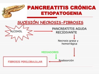 PANCREATITIS CRÓNICA
                      ETIOPATOGENIA

      SUCESIÓN NECROSIS-FIBROSIS
                            PANCREATITIS AGUDA
 ALCOHOL                      RECIDIVANTE

                               Necrosis grasa y
                                 hemorrágica


                      MEDIADORES


                                   Reabsorción
FIBROSIS PERILOBULILLAR
 