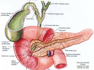 Páncreas dividido
      Presión
Ampolla de vater
 Esfinter de oddi
 