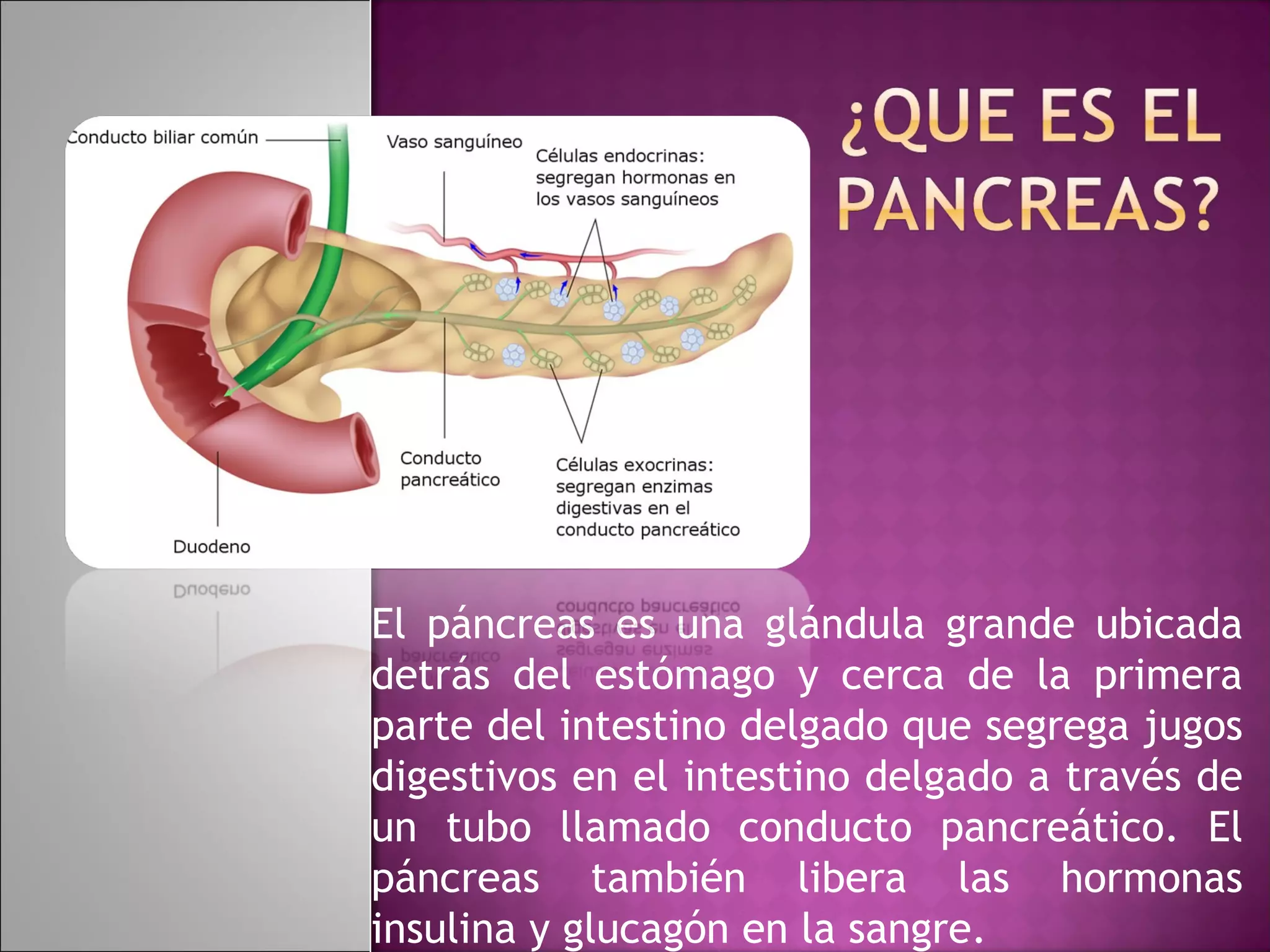El páncreas es una glándula grande ubicada
detrás del estómago y cerca de la primera
parte del intestino delgado que segrega jugos
digestivos en el intestino delgado a través de
un tubo llamado conducto pancreático. El
páncreas también libera las hormonas
insulina y glucagón en la sangre.