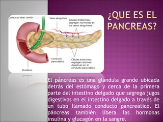 El páncreas es una glándula grande ubicada
detrás del estómago y cerca de la primera
parte del intestino delgado que segrega jugos
digestivos en el intestino delgado a través de
un tubo llamado conducto pancreático. El
páncreas también libera las hormonas
insulina y glucagón en la sangre.
 