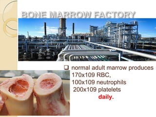  normal adult marrow produces
170x109 RBC,
100x109 neutrophils
200x109 platelets
daily.
 