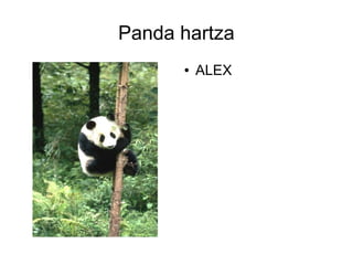 Panda hartza
      ●   ALEX
 