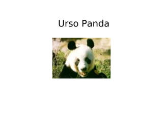 Urso Panda 