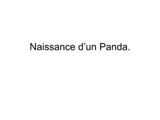 Naissance d’un Panda. 