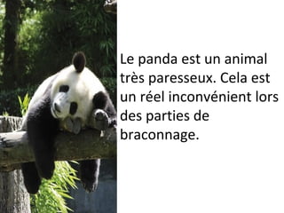 Le panda est un animal
très paresseux. Cela est
un réel inconvénient lors
des parties de
braconnage.
 