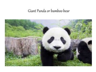 Giant Panda or bamboo bear
 