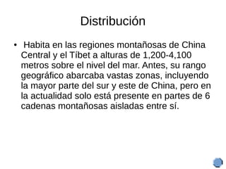Distribución
● Habita en las regiones montañosas de China
Central y el Tíbet a alturas de 1,200-4,100
metros sobre el nive...