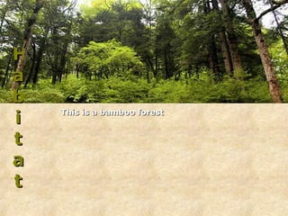   This is a bamboo forest Habitat 