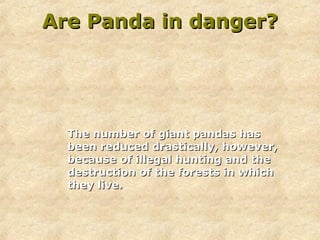 Are Panda in danger? The number of giant pandas has been reduced drastically, however, because of illegal hunting and the destruction of the forests in which they live.   