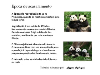 Época de acasalamento
A época de reprodução dá-se na
Primavera, quando os machos competem pela
fêmea fértil.

 A gestação é em média de 135 dias.
Normalmente nascem um ou dois filhotes.
Devido à natureza frágil e delicada dos
ursinhos, a mãe opta por criar um único
filhote.

O filhote rejeitado é abandonado à morte.
O desmame dá-se com um ano de idade, mas
o panda já é capaz de ingerir o bambu em
pequenas quantidades desde os seis meses.

O intervalo entre as ninhadas é de dois anos
ou mais.

                           Trabalho elaborado por:   Regina Rodrigues
 