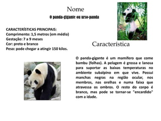 URSO-PANDA: características, alimentação e habitat