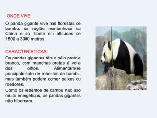 ONDE VIVE:
O panda gigante vive nas florestas de
bambu, da região montanhosa da
China e do Tibete em altitudes de
1500 a 3000 metros.
CARACTERÌSTICAS:
Os pandas gigantes têm o pêlo preto e
branco, com manchas pretas à volta
dos olhos. Alimentam-se
principalmente de rebentos de bambu,
mas também podem comer peixes ou
roedores.
Como os rebentos de bambu não são
muito energéticos, os pandas gigantes
não hibernam.
 
