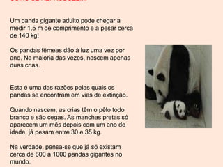 COMO SE REPRODUZEM:
Um panda gigante adulto pode chegar a
medir 1,5 m de comprimento e a pesar cerca
de 140 kg!
Os pandas fêmeas dão à luz uma vez por
ano. Na maioria das vezes, nascem apenas
duas crias.
Esta é uma das razões pelas quais os
pandas se encontram em vias de extinção.
Quando nascem, as crias têm o pêlo todo
branco e são cegas. As manchas pretas só
aparecem um mês depois com um ano de
idade, já pesam entre 30 e 35 kg.
Na verdade, pensa-se que já só existam
cerca de 600 a 1000 pandas gigantes no
mundo.
 