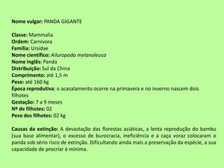 Nome vulgar: PANDA GIGANTE
Classe: Mammalia
Ordem: Carnivora
Família: Ursidae
Nome científico: Ailuropoda melanoleuca
Nome inglês: Panda
Distribuição: Sul da China
Comprimento: até 1,5 m
Peso: até 160 kg
Época reprodutiva: o acasalamento ocorre na primavera e no inverno nascem dois
filhotes
Gestação: 7 a 9 meses
Nº de filhotes: 02
Peso dos filhotes: 02 kg
Causas da extinção: A devastação das florestas asiáticas, a lenta reprodução do bambu
(sua base alimentar), o excesso de burocracia, ineficiência e a caça voraz colocaram o
panda sob sério risco de extinção. Dificultando ainda mais a preservação da espécie, a sua
capacidade de procriar é mínima.
 
