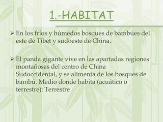 1.-HABITAT
 En los fríos y húmedos bosques de bambúes del
  este de Tíbet y sudoeste de China.

 El panda gigante vive e...
