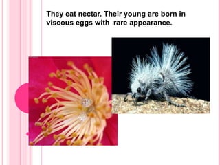 They eat nectar. Their young are born in
viscous eggs with rare appearance.
