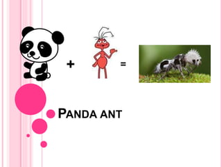 PANDA ANT
+ =
 