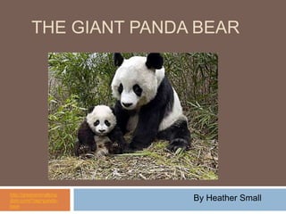 The Giant Panda Bear http://greenanimalkingdom.com/?tag=panda-bear By Heather Small 