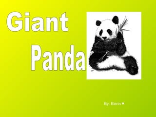 Giant Panda By: Elerin ♥ 
