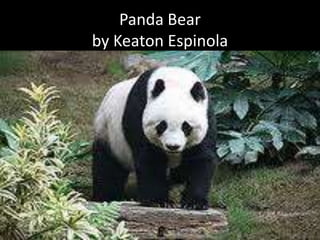 Panda Bear
by Keaton Espinola
 