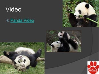 Video
 Panda Video
 