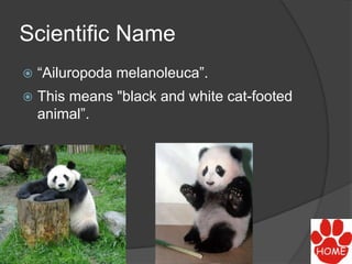 Scientific Name
 “Ailuropoda melanoleuca”.
 This means "black and white cat-footed
animal”.
 