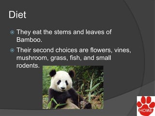 Diet
 They eat the stems and leaves of
Bamboo.
 Their second choices are flowers, vines,
mushroom, grass, fish, and small
rodents.
 