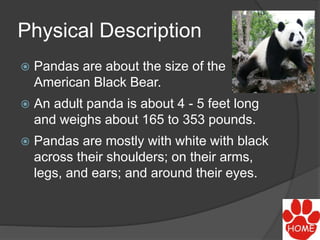 Physical Description
 Pandas are about the size of the
American Black Bear.
 An adult panda is about 4 - 5 feet long
and weighs about 165 to 353 pounds.
 Pandas are mostly with white with black
across their shoulders; on their arms,
legs, and ears; and around their eyes.
 