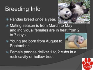 Breeding Info
 Pandas breed once a year.
 Mating season is from March to May
and individual females are in heat from 2
to 7 days.
 Young are born from August to
September.
 Female pandas deliver 1 to 2 cubs in a
rock cavity or hollow tree.
 