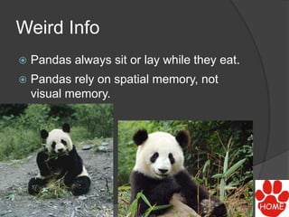 Weird Info
 Pandas always sit or lay while they eat.
 Pandas rely on spatial memory, not
visual memory.
 