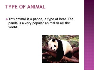 Panda bear | PPTX