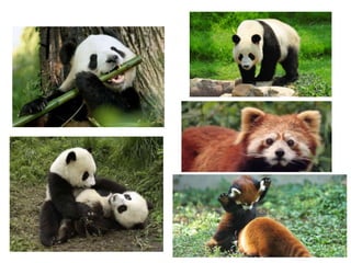 Panda bear | PPTX