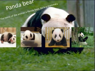 Panda bear realy