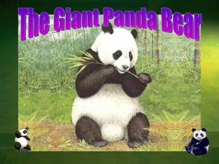 The Giant Panda Bear 
