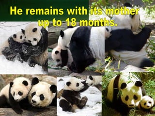 He remains with its mother up to 18 months. 